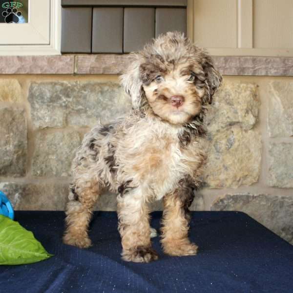 Seth, Mini Labradoodle Puppy