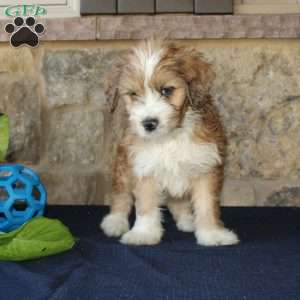 Samson, Mini Labradoodle Puppy