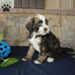 Scotty, Mini Labradoodle Puppy