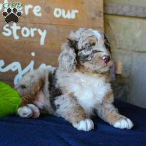 Kody, Mini Labradoodle Puppy