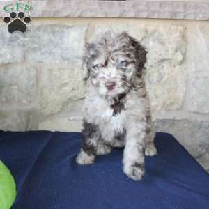 Kelly, Mini Labradoodle Puppy