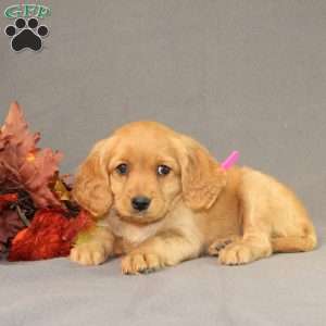 Sage, Miniature Golden Retriever Puppy