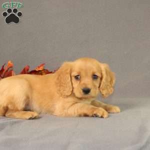 Shirley, Miniature Golden Retriever Puppy