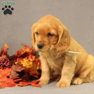 Sonya, Miniature Golden Retriever Puppy