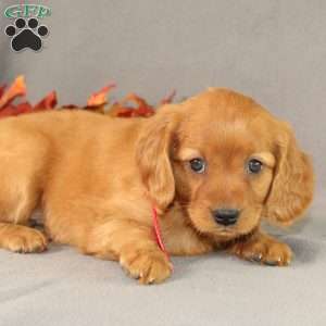 Sasha, Miniature Golden Retriever Puppy