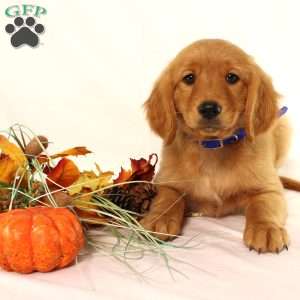 Alex, Miniature Golden Retriever Puppy