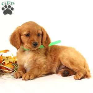 Andrea, Miniature Golden Retriever Puppy