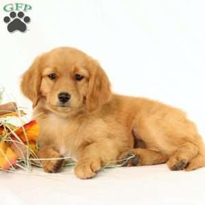 Applebud, Miniature Golden Retriever Puppy