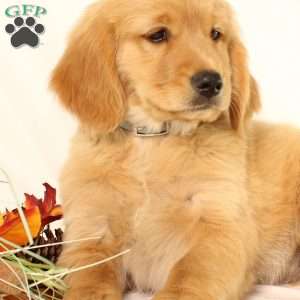 Avery, Miniature Golden Retriever Puppy