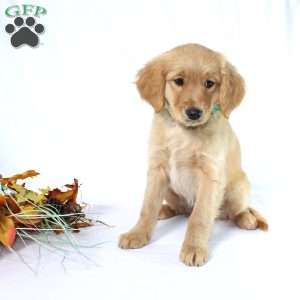 Albert, Miniature Golden Retriever Puppy