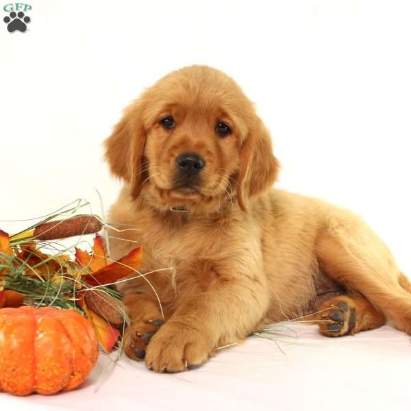 Asher, Miniature Golden Retriever Puppy