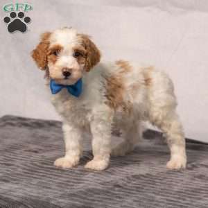 Brady, Miniature Poodle Puppy