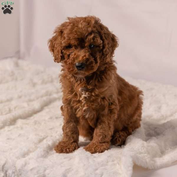 Bingo, Miniature Poodle Puppy