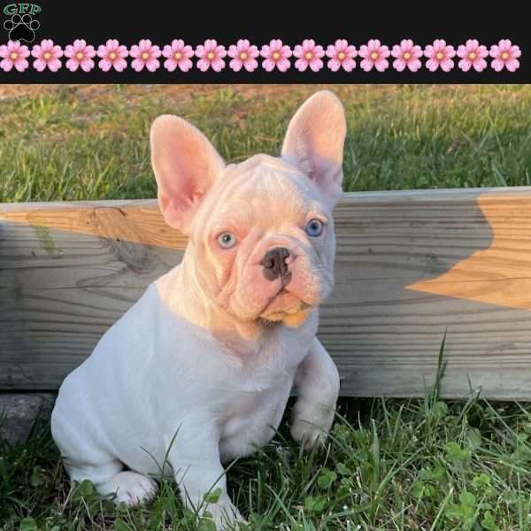 Queen, French Bulldog Puppy