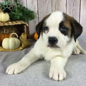 Bear, Saint Bernard Puppy