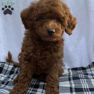 Hollywood, Toy Poodle Puppy