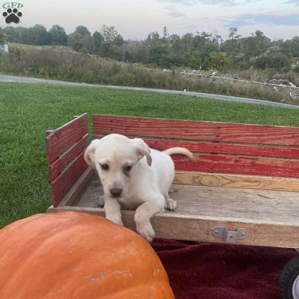 Sally, Labrador Mix Puppy