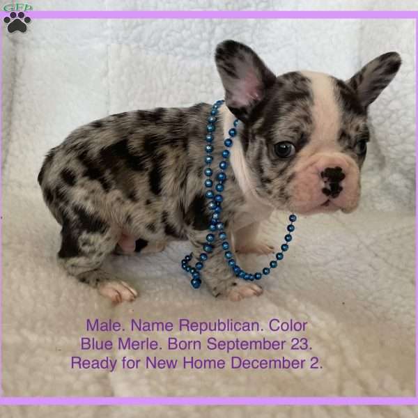 Republican, French Bulldog Puppy