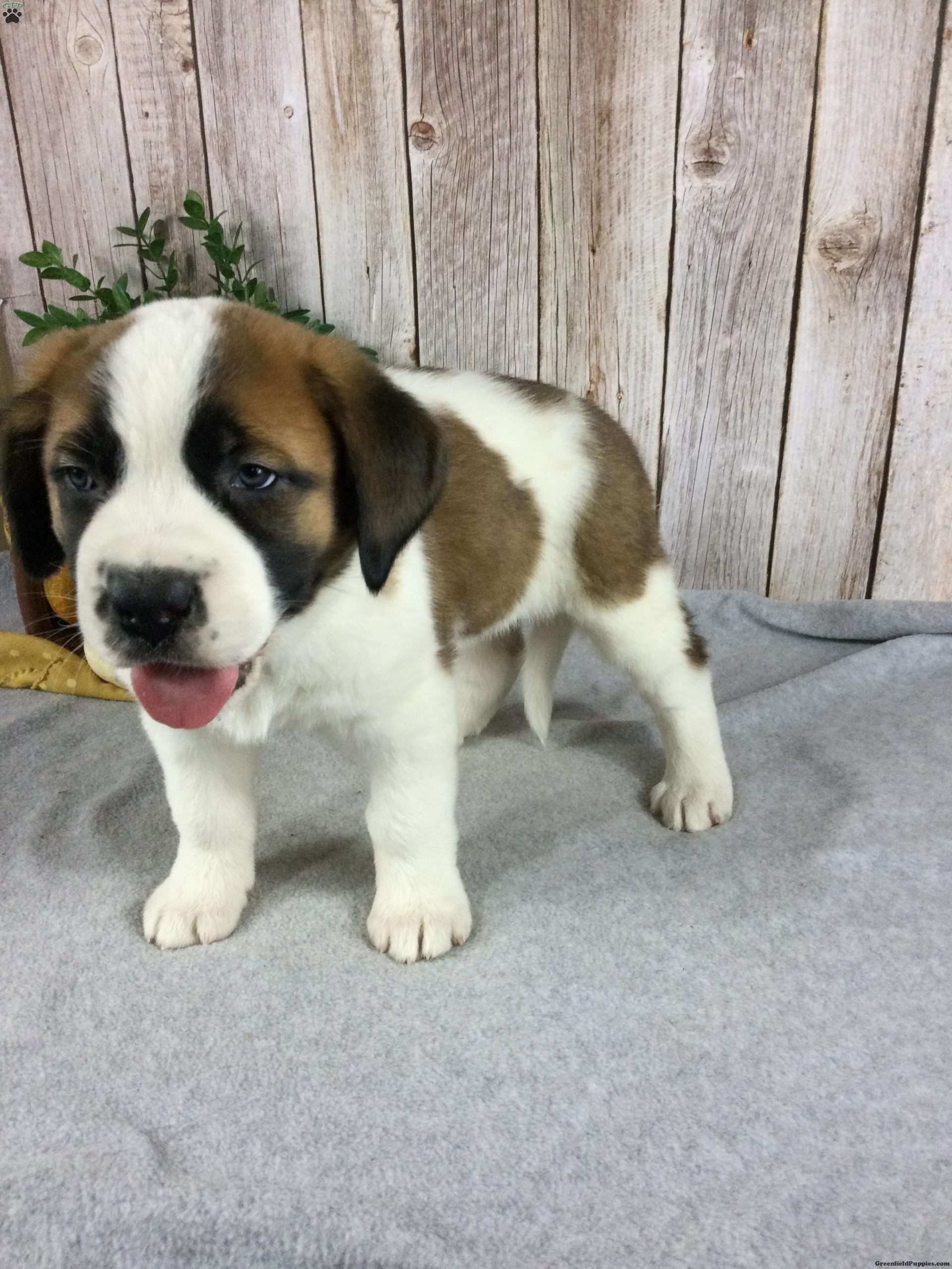 Daisy Saint Bernard Puppy For Sale in Ohio