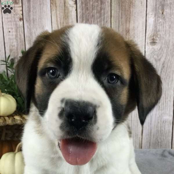 Daisy, Saint Bernard Puppy