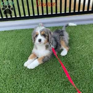 Dawson, Mini Bernedoodle Puppy