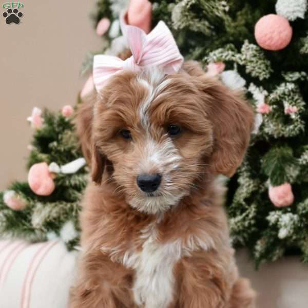 Tulip, Mini Goldendoodle Puppy