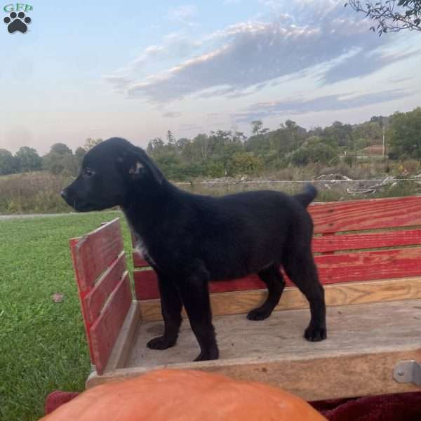 Trixy, Labrador Mix Puppy