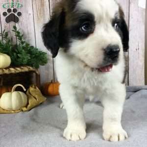 Max, Saint Bernard Puppy