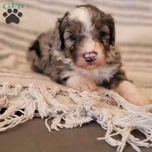 Darci, Mini Bernedoodle Puppy