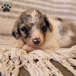 Annie, Mini Bernedoodle Puppy