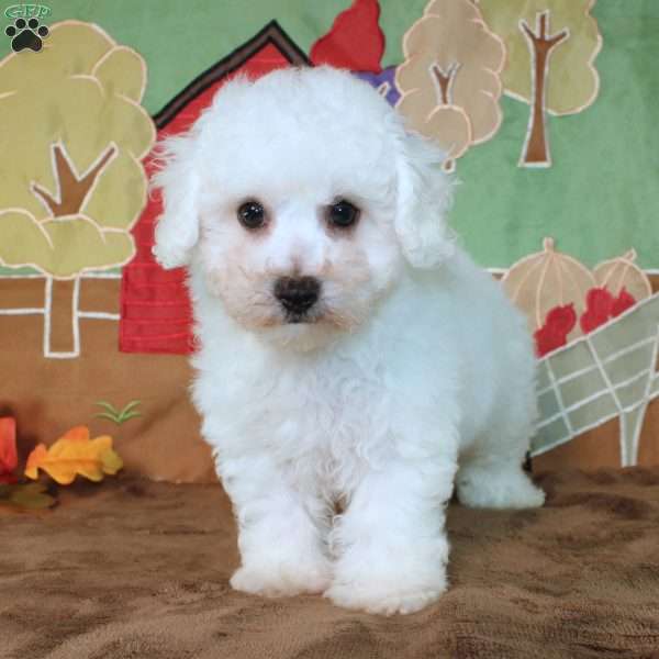 Que, Bichon Frise Puppy