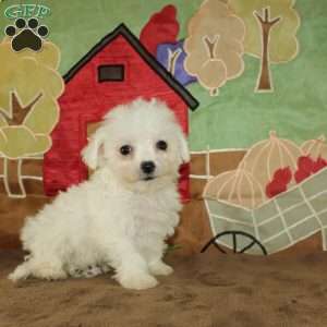 Wilma, Bichon Frise Puppy