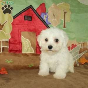 Winnie, Bichon Frise Puppy