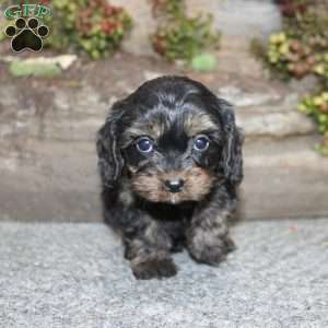 Charleen, Cavapoo Puppy