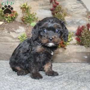 Calvin, Cavapoo Puppy