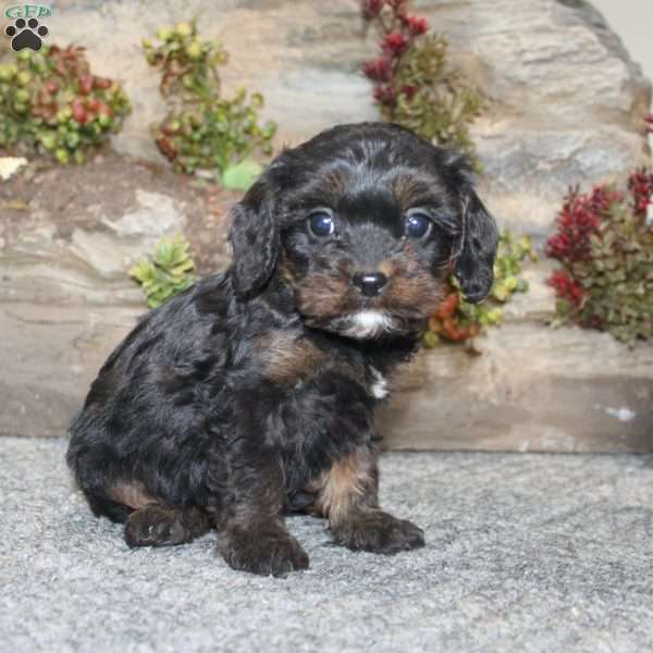 Calvin, Cavapoo Puppy