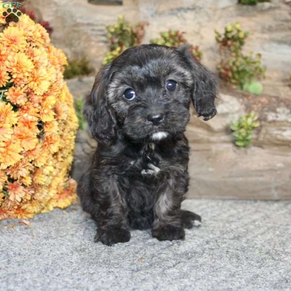 Cathy, Cavapoo Puppy