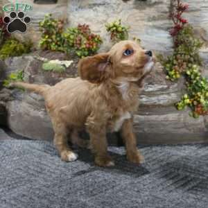 Crystal, Cavapoo Puppy