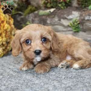 Cindy, Cavapoo Puppy