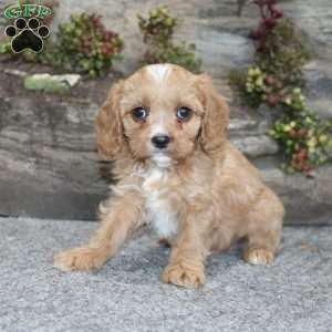 Cody, Cavapoo Puppy