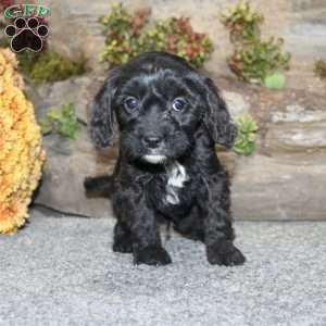 Colton, Cavapoo Puppy