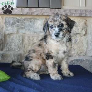 Sadie, Mini Labradoodle Puppy