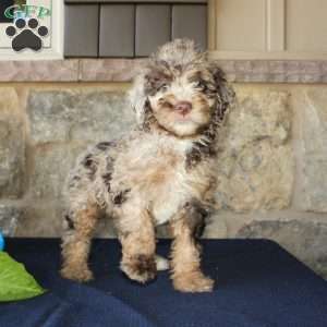 Seth, Mini Labradoodle Puppy