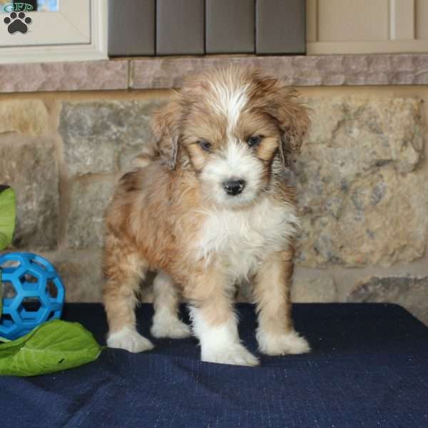 Samson, Mini Labradoodle Puppy