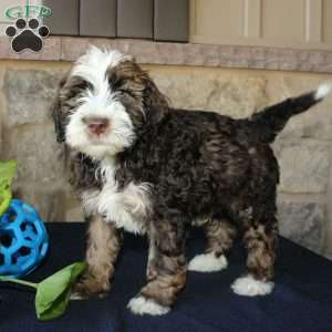 Scotty, Mini Labradoodle Puppy