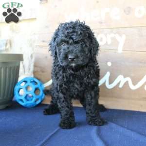 Kathy, Mini Labradoodle Puppy