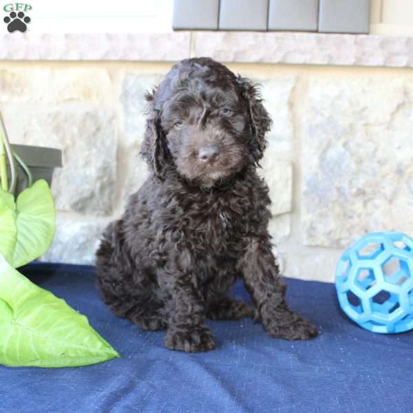 Kyle, Mini Labradoodle Puppy