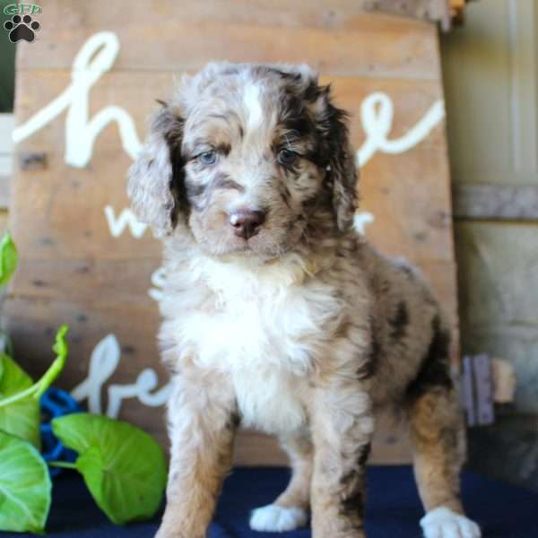 Kody, Mini Labradoodle Puppy