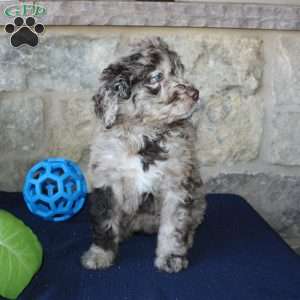 Kelly, Mini Labradoodle Puppy