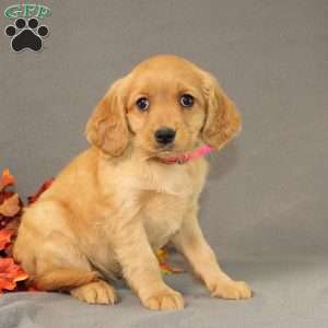 Sage, Miniature Golden Retriever Puppy